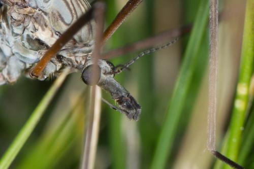 Réf. 233 034 : Tipula sp.